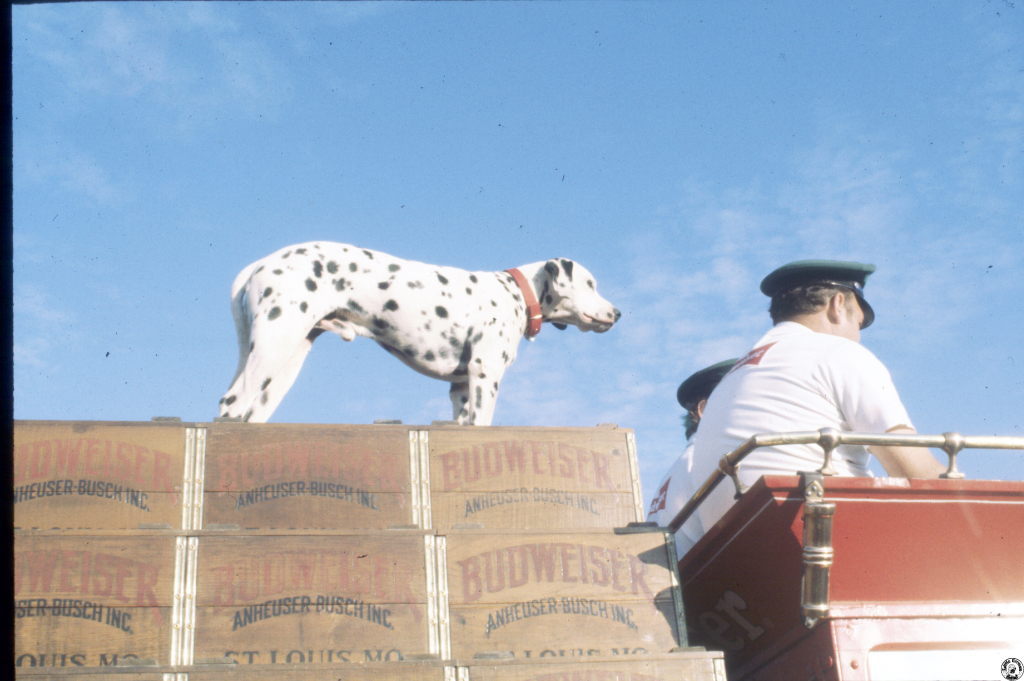 1980 Budweiser horses F'ville 04.jpg